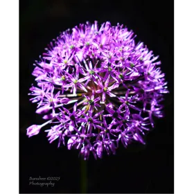 Banshee Photography