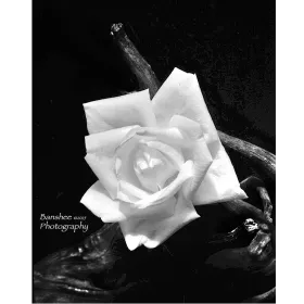 Banshee Photography