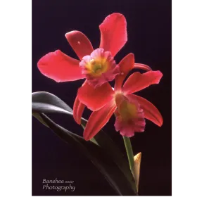Banshee Photography