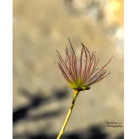 Banshee Photography