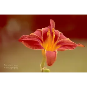 Banshee Photography