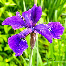 Banshee Photography